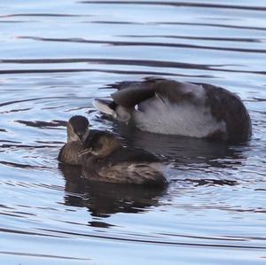 Little Grebe