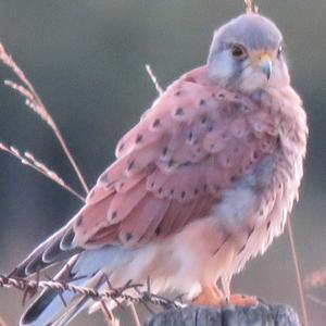 Common Kestrel