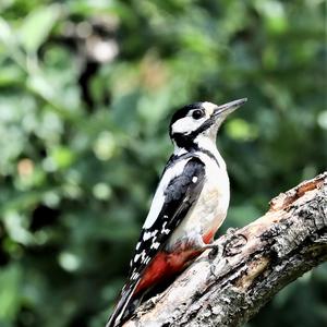 Great Spotted Woodpecker