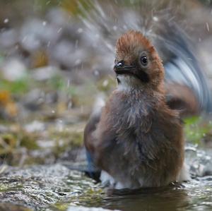 Eurasian Jay