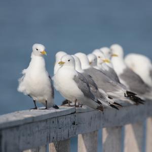 Black-legged Kittiwake