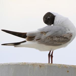 Black-headed Gull