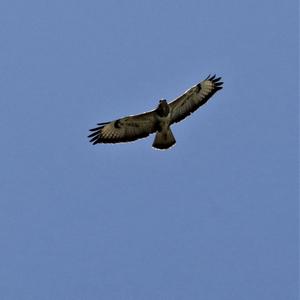 Common Buzzard