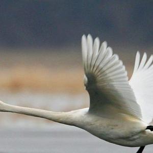 Whooper Swan