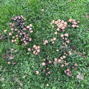 Clustered Psathyrella