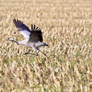 Common Crane