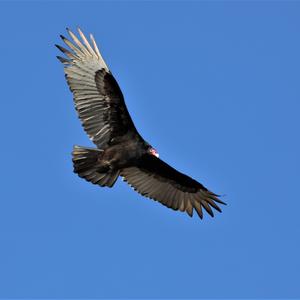 Turkey Vulture