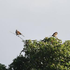 Red-backed Shrike