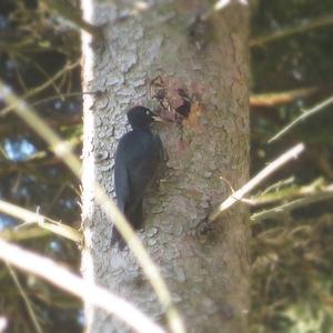 Black woodpecker