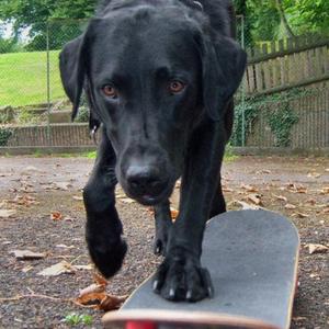 Retriever (Labrador)