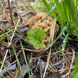 Yellow Morel