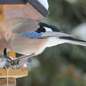 Eurasian Jay