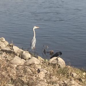 Grey Heron