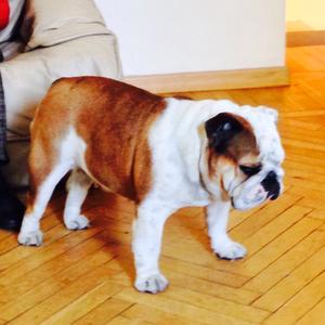 Englische Bulldogge