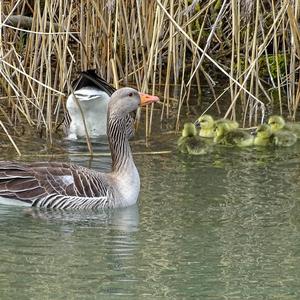 Greylag Goose