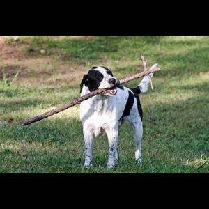 Unknown Breed