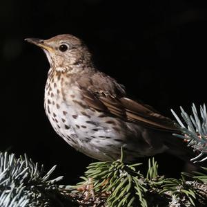 Song Thrush