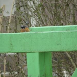 Common Redstart