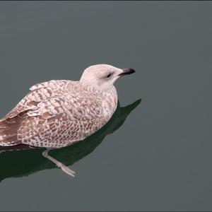 Herring Gull