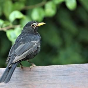 Eurasian Blackbird