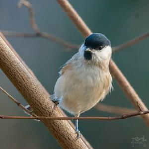 Marsh Tit