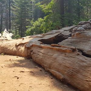 Giant Sequoia