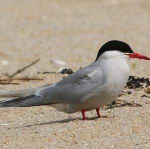 Arctic Tern