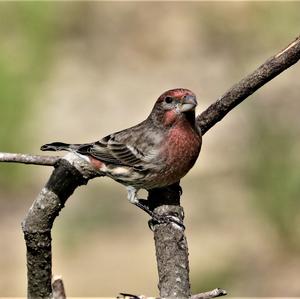 House Finch