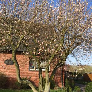 Saucer Magnolia