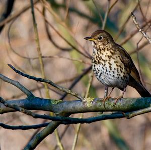 Song Thrush