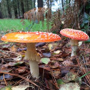 Fly Agaric