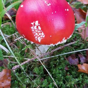 Fly Agaric