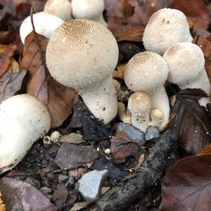 Gem-studded Puffball