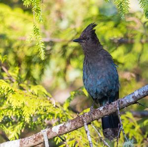 Steller's Jay