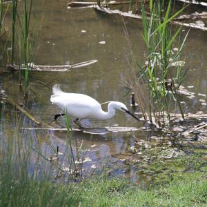 Little Egret