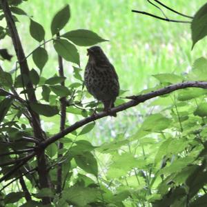 Song Thrush