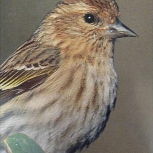 Pine Siskin