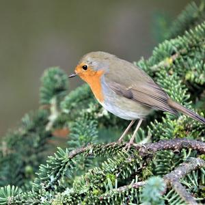 European Robin