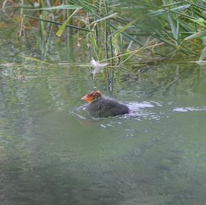 Common Coot