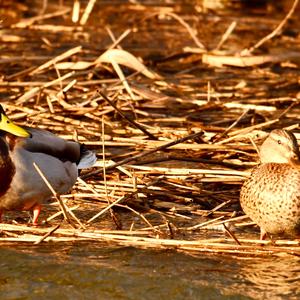 Mallard