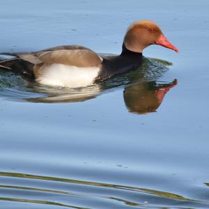 Red-crested Pochard