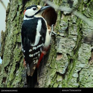 Great Spotted Woodpecker