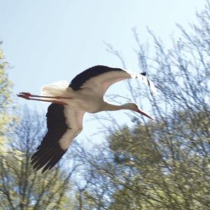 Weißstorch