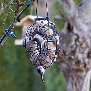 Long-tailed Tit