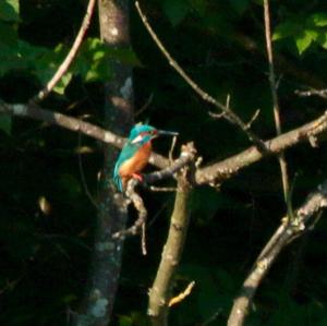 Common Kingfisher