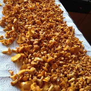 Chanterelle, Common