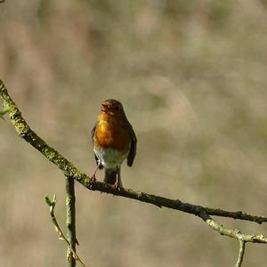 European Robin