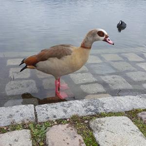 Egyptian Goose