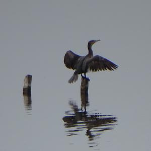 Great Cormorant