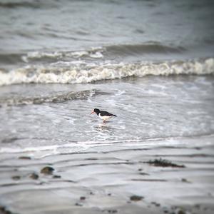 Eurasian Oystercatcher